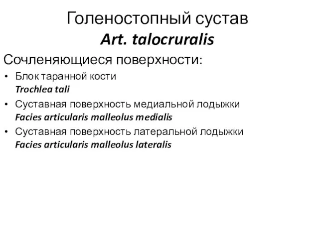 Голеностопный сустав Art. talocruralis Сочленяющиеся поверхности: Блок таранной кости Trochlea tali