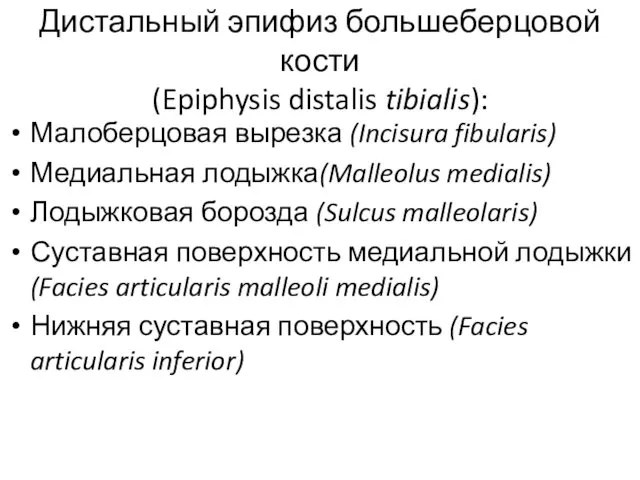 Дистальный эпифиз большеберцовой кости (Epiphysis distalis tibialis): Малоберцовая вырезка (Incisura fibularis)