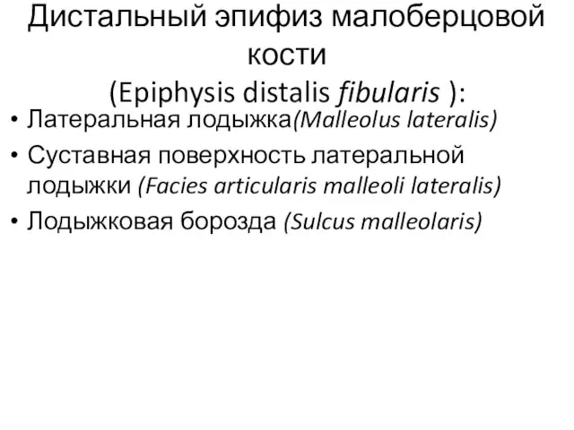 Дистальный эпифиз малоберцовой кости (Epiphysis distalis fibularis ): Латеральная лодыжка(Malleolus lateralis)