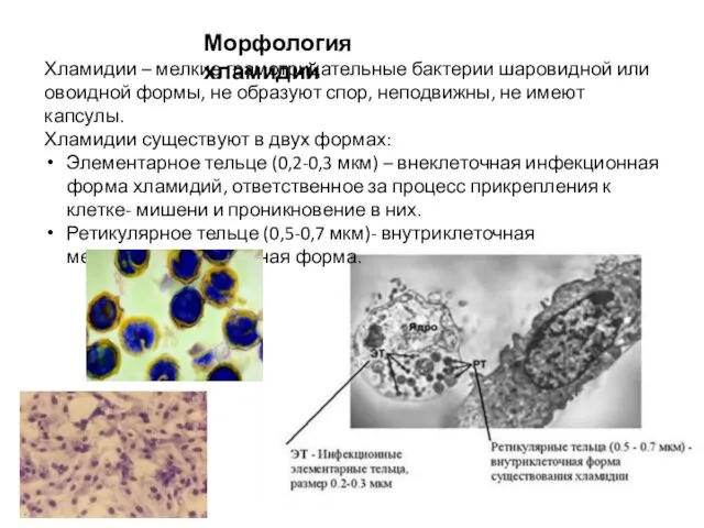 Морфология хламидий Хламидии – мелкие грамотрицательные бактерии шаровидной или овоидной формы,