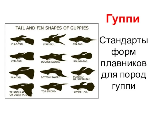 Стандарты форм плавников для пород гуппи Гуппи