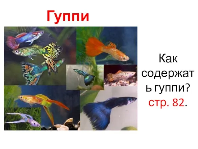 Гуппи Как содержать гуппи? стр. 82.