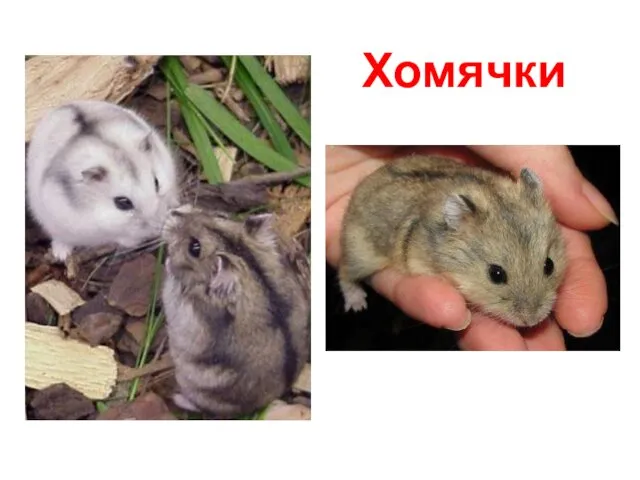 Хомячки