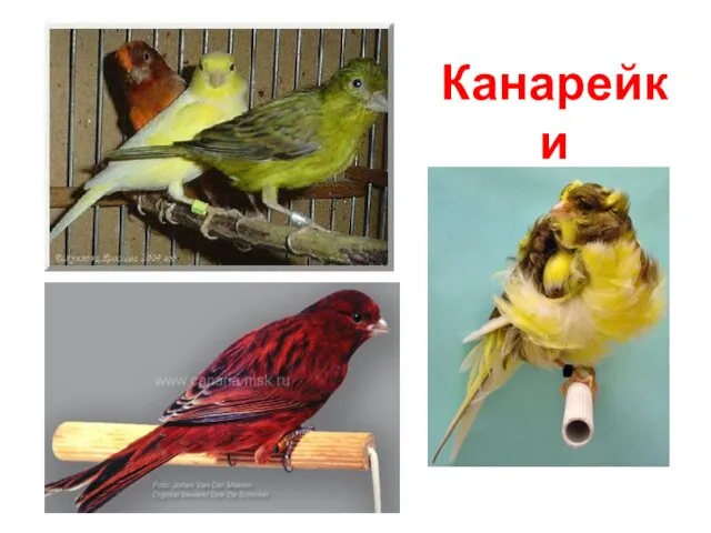 Канарейки