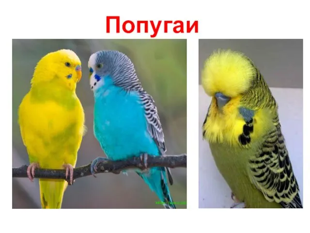 Попугаи