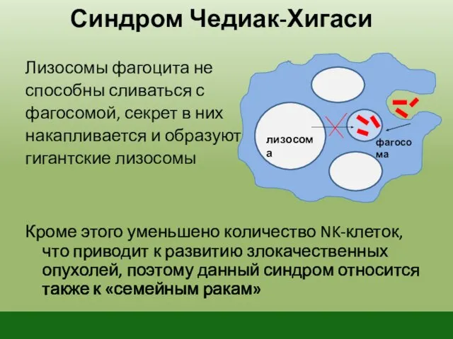 Синдром Чедиак-Хигаси Лизосомы фагоцита не способны сливаться с фагосомой, секрет в