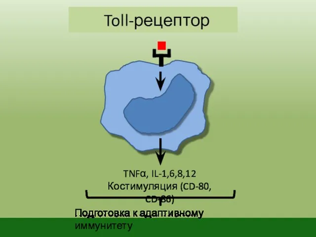 Toll-рецептор TNFα, IL-1,6,8,12 Костимуляция (CD-80, CD-86) Подготовка к адаптивному иммунитету