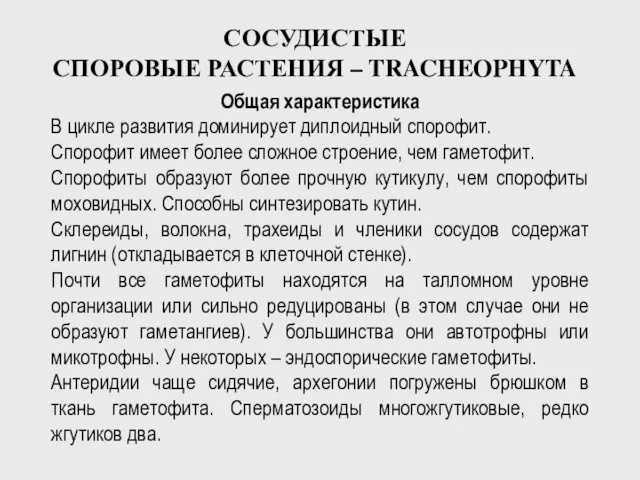 СОСУДИСТЫЕ СПОРОВЫЕ РАСТЕНИЯ – TRACHEOPHYTA Общая характеристика В цикле развития доминирует