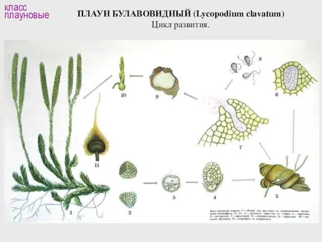 ПЛАУН БУЛАВОВИДНЫЙ (Lycopodium clavatum) Цикл развития. класс плауновые