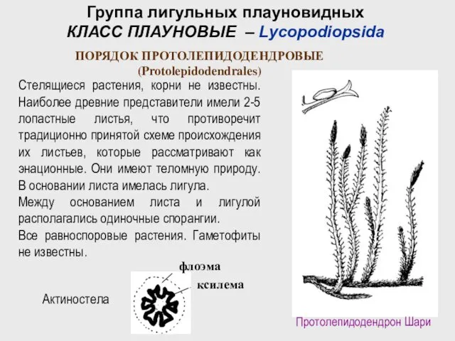 ПОРЯДОК ПРОТОЛЕПИДОДЕНДРОВЫЕ (Protolepidodendrales) Протолепидодендрон Шари Стелящиеся растения, корни не известны. Наиболее