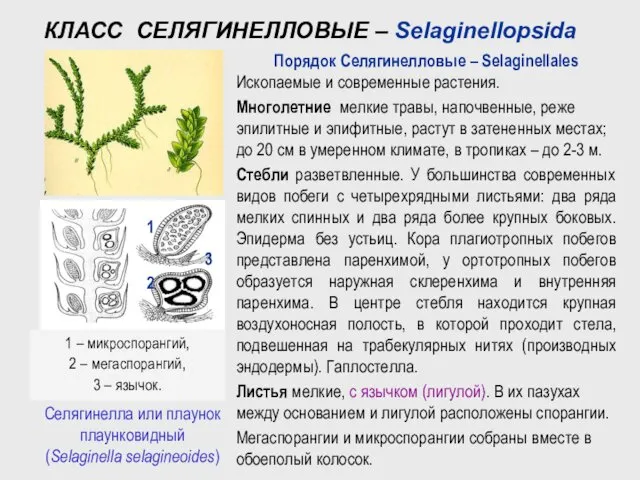 Порядок Селягинелловые – Selaginellales Ископаемые и современные растения. Многолетние мелкие травы,