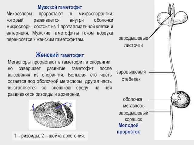 1 – ризоиды; 2 – шейка архегония. Женский гаметофит Мегаспоры прорастают