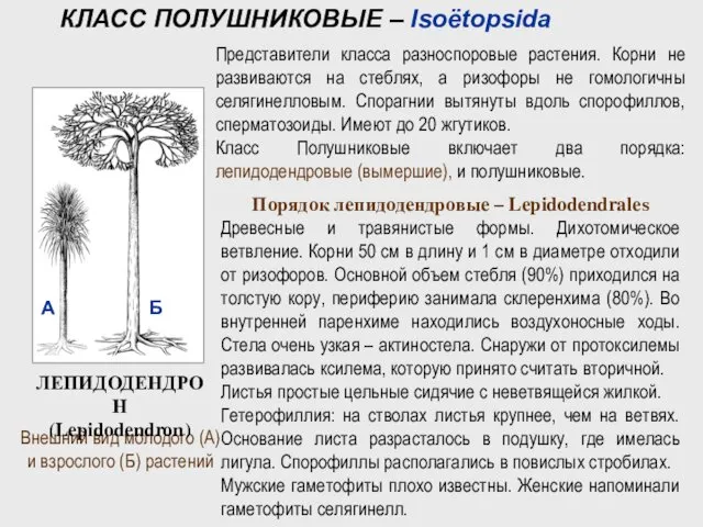 Внешний вид молодого (A) и взрослого (Б) растений ЛЕПИДОДЕНДРОН (Lepidodendron) Представители