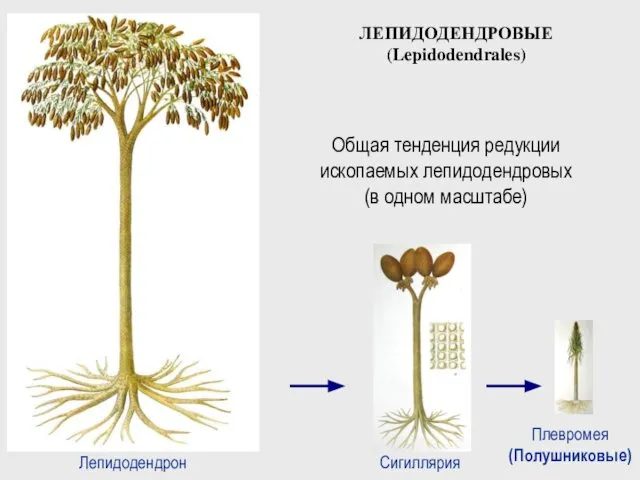 Плевромея (Полушниковые) Сигиллярия Лепидодендрон Общая тенденция редукции ископаемых лепидодендровых (в одном масштабе) ЛЕПИДОДЕНДРОВЫЕ (Lepidodendrales)