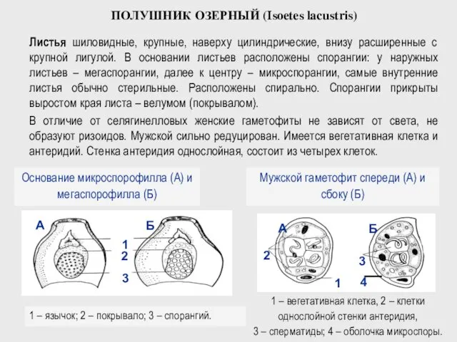 ПОЛУШНИК ОЗЕРНЫЙ (Isoetes lacustris) Основание микроспорофилла (А) и мегаспорофилла (Б) 1