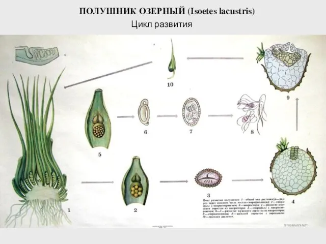 ПОЛУШНИК ОЗЕРНЫЙ (Isoetes lacustris) Цикл развития