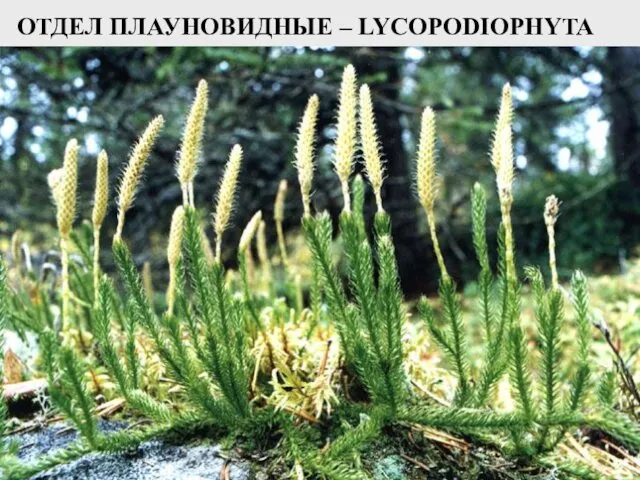 ОТДЕЛ ПЛАУНОВИДНЫЕ – LYCOPODIOPHYTA