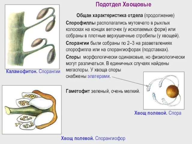 Подотдел Хвощовые Общая характеристика отдела (продолжение) Спорофиллы располагались мутовчато в рыхлых