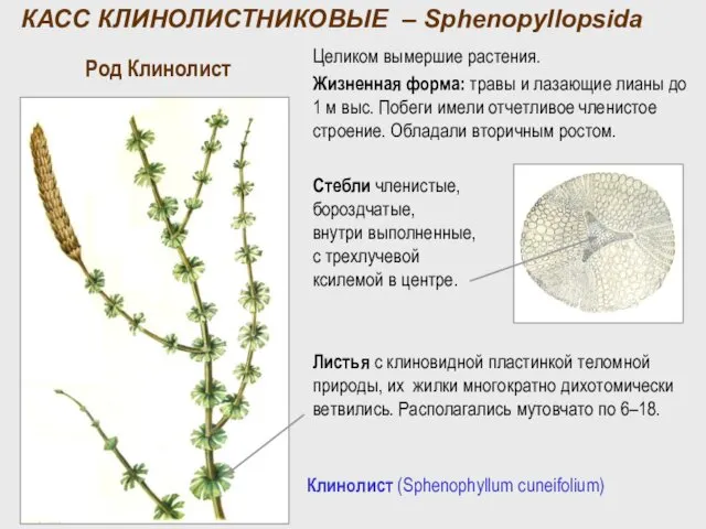 Род Клинолист Клинолист (Sphenophyllum cuneifolium) Целиком вымершие растения. Жизненная форма: травы