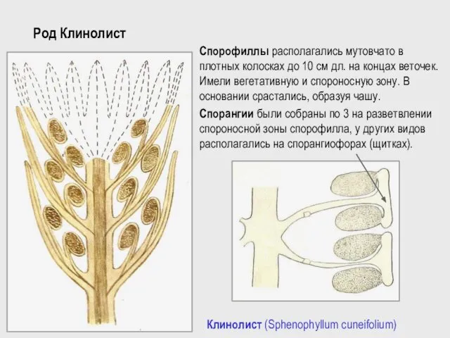 Род Клинолист Клинолист (Sphenophyllum cuneifolium) Спорофиллы располагались мутовчато в плотных колосках