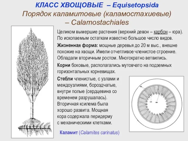 Каламит (Calamites carinatus) Целиком вымершие растения (верхний девон – карбон –