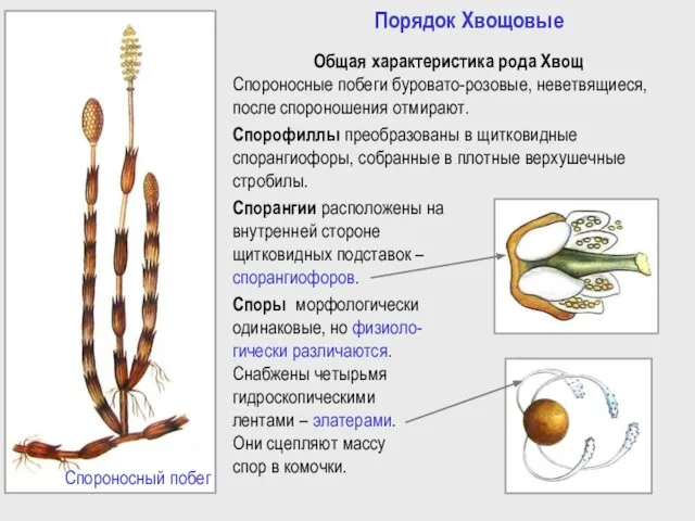 Порядок Хвощовые Общая характеристика рода Хвощ Спороносные побеги буровато-розовые, неветвящиеся, после