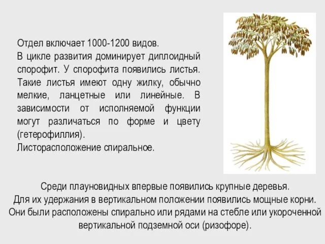 Отдел включает 1000-1200 видов. В цикле развития доминирует диплоидный спорофит. У