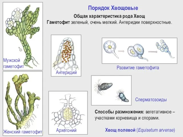 Хвощ полевой (Equisetum arvense) Порядок Хвощовые Общая характеристика рода Хвощ Гаметофит