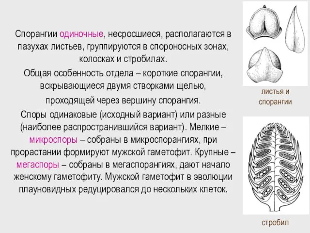 Спорангии одиночные, несросшиеся, располагаются в пазухах листьев, группируются в спороносных зонах,