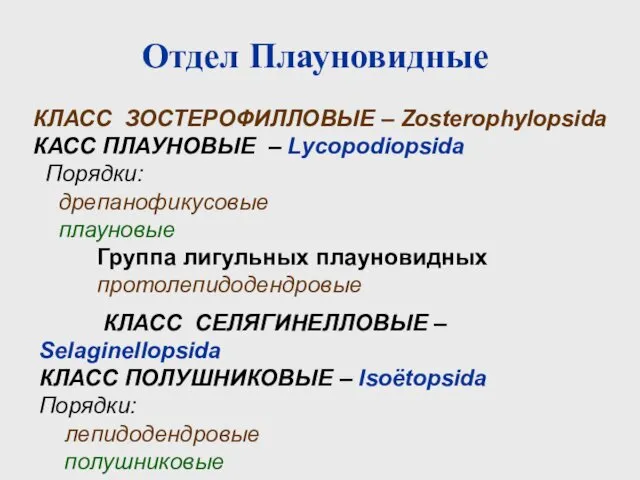 КЛАСС ЗОСТЕРОФИЛЛОВЫЕ – Zosterophylopsida КАСС ПЛАУНОВЫЕ – Lycopodiopsida Порядки: дрепанофикусовые плауновые