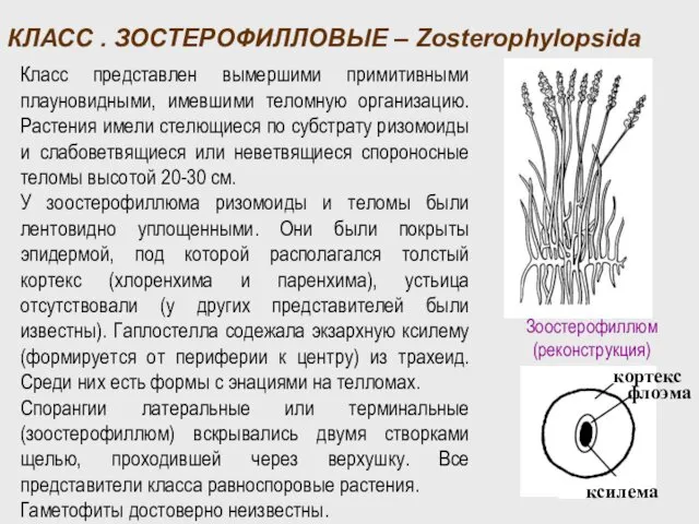 КЛАСС . ЗОСТЕРОФИЛЛОВЫЕ – Zosterophylopsida Класс представлен вымершими примитивными плауновидными, имевшими