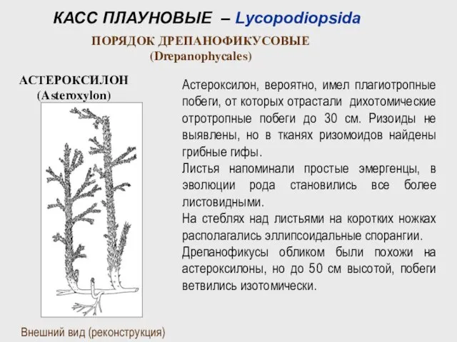 КАСС ПЛАУНОВЫЕ – Lycopodiopsida ПОРЯДОК ДРЕПАНОФИКУСОВЫЕ (Drepanophycales) Внешний вид (реконструкция) Астероксилон,