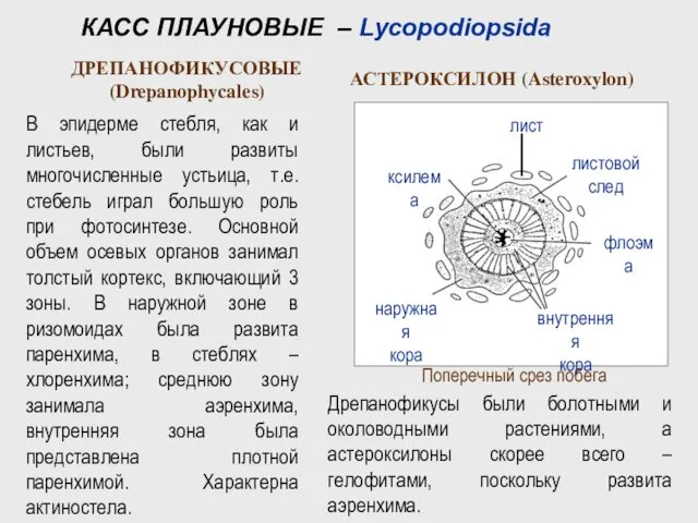 КАСС ПЛАУНОВЫЕ – Lycopodiopsida ДРЕПАНОФИКУСОВЫЕ (Drepanophycales) АСТЕРОКСИЛОН (Asteroxylon) Поперечный срез побега