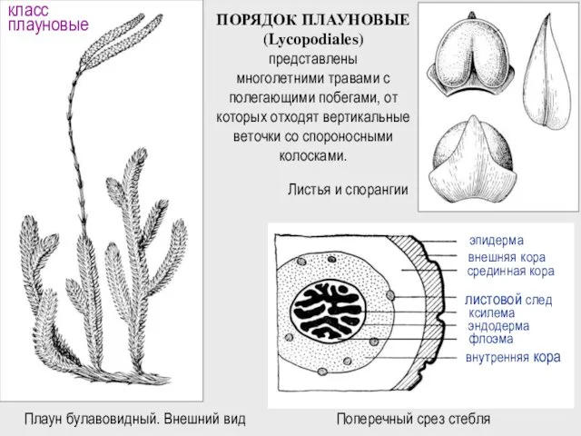 Плаун булавовидный. Внешний вид ПОРЯДОК ПЛАУНОВЫЕ (Lycopodiales) представлены многолетними травами с