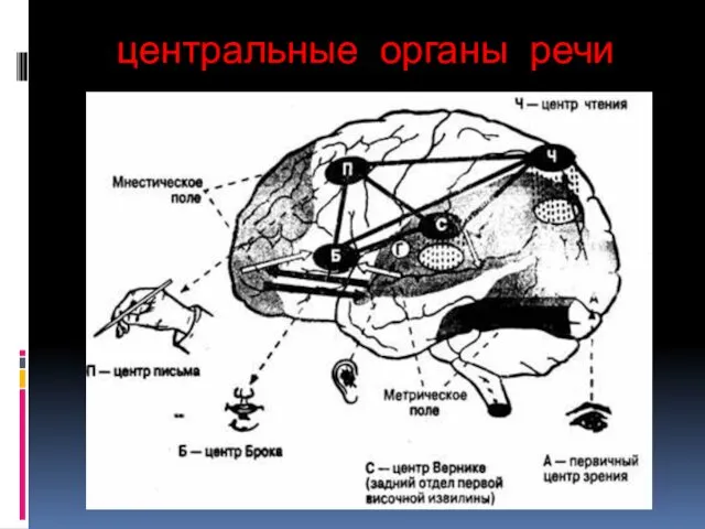 центральные органы речи