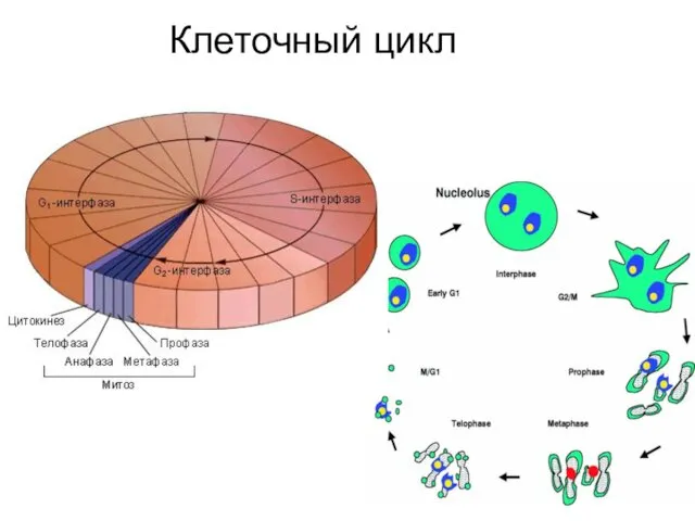 Клеточный цикл