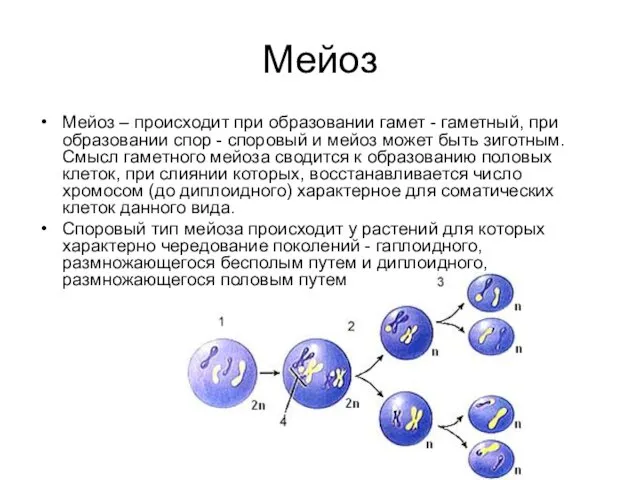 Мейоз Мейоз – происходит при образовании гамет - гаметный, при образовании