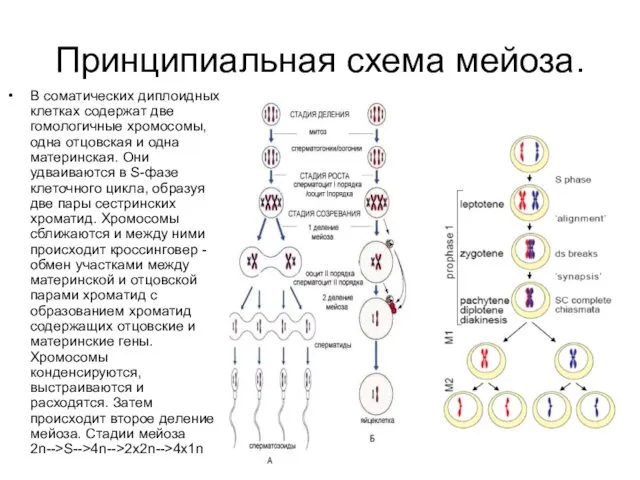 Принципиальная схема мейоза. В соматических диплоидных клетках содержат две гомологичные хромосомы,