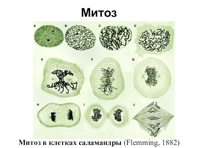 Митоз в клетках саламандры (Flemming, 1882) Митоз