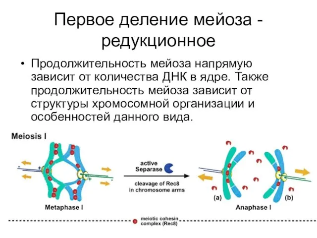 Первое деление мейоза - редукционное Продолжительность мейоза напрямую зависит от количества