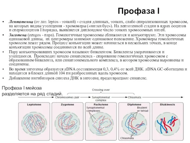 Лептотеннa (от лат. leptos - тонкий) - стадия длинных, тонких, слабо