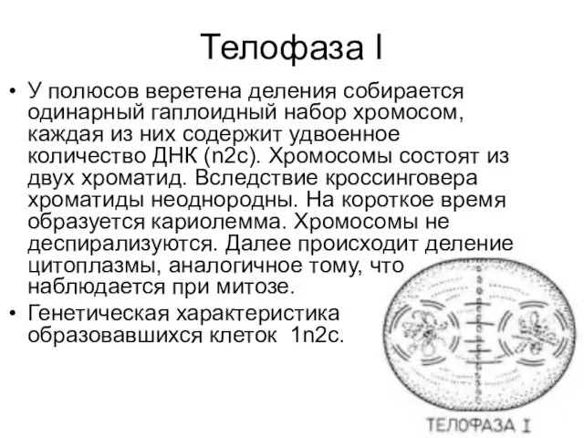 Телофаза I У полюсов веретена деления собирается одинарный гаплоидный набор хромосом,