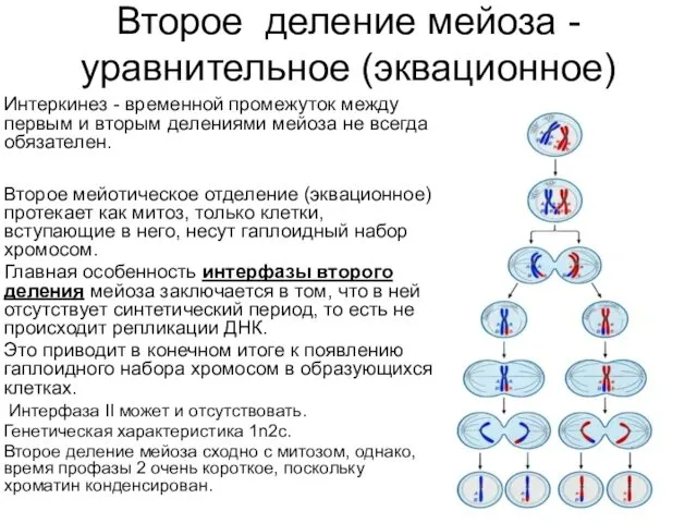 Второе деление мейоза - уравнительное (эквационное) Интеркинез - временной промежуток между