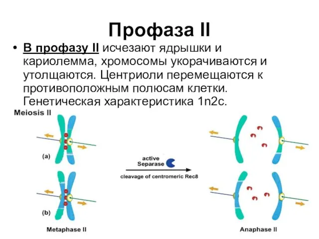 Профаза II В профазу II исчезают ядрышки и кариолемма, хромосомы укорачиваются