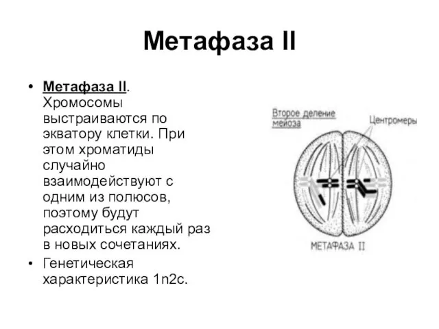 Метафаза II Метафаза II. Хромосомы выстраиваются по экватору клетки. При этом