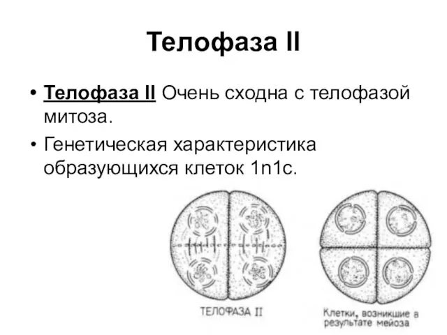 Телофаза II Телофаза II Очень сходна с телофазой митоза. Генетическая характеристика образующихся клеток 1n1c.