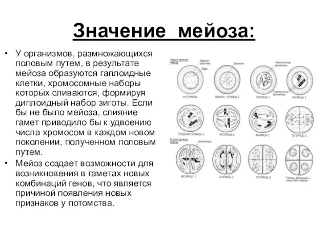 Значение мейоза: У организмов, размножающихся половым путем, в результате мейоза образуются