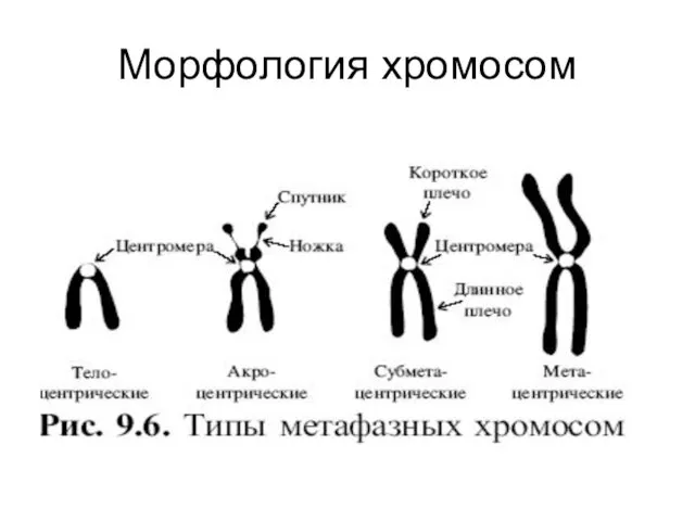 Морфология хромосом