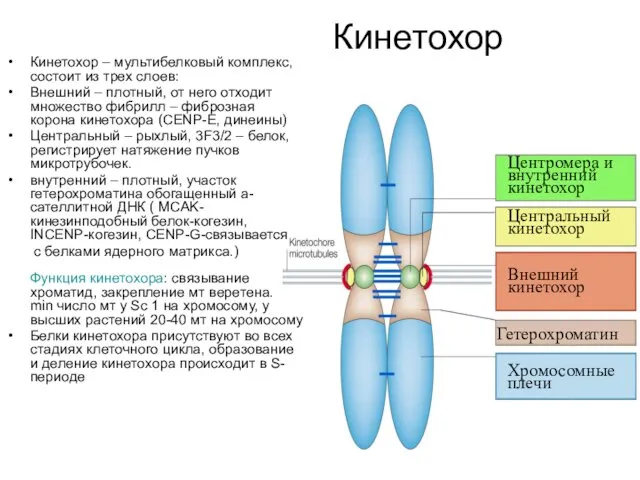 Кинетохор Центромера и внутренний кинетохор Центральный кинетохор Внешний кинетохор Гетерохроматин Хромосомные