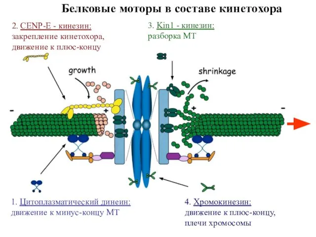 Белковые моторы в составе кинетохора 1. Цитоплазматический динеин: движение к минус-концу